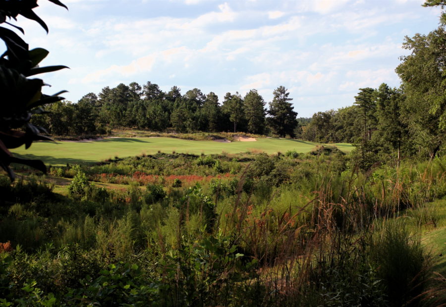 Dormie Club golf course in the rough
