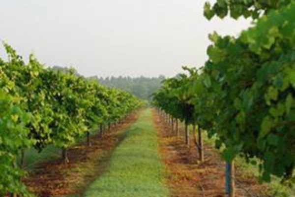 Cypress Bend Vineyards