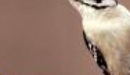Wild Birds Unlimited Wild Birds Unlimited