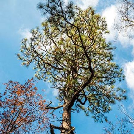 Oldest Longleaf Pine Tree in NC