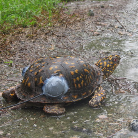 turtle with tracker on shell