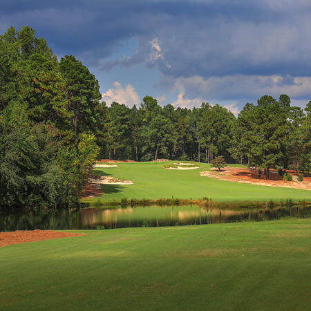 Pine Needles