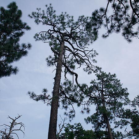 NC's Oldest Longleaf Pine