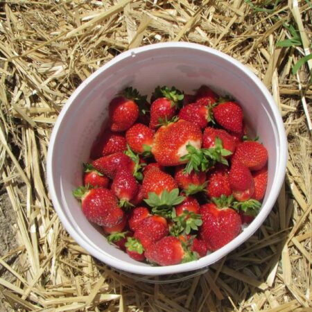 Carter Farms strawberries