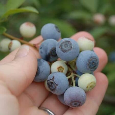 McLeod's Table Farm blueberries