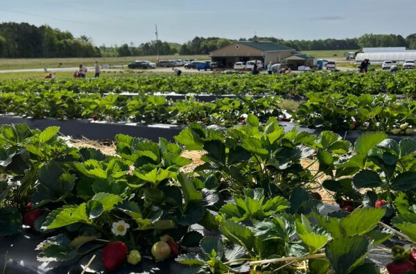 White Hill Farms strawberry fields