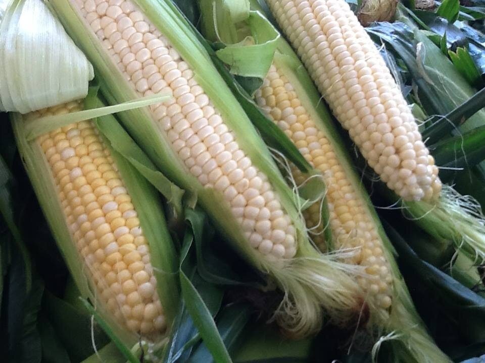 Farmer's Market Corn in Husks